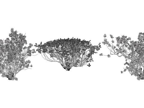 Arabian Boswellia Sacra Luban Tree 3D Model