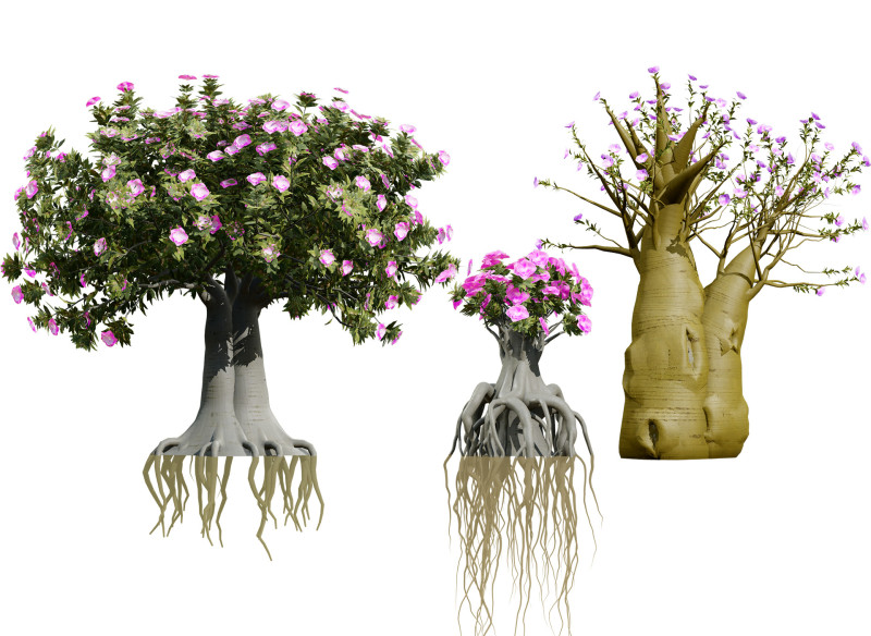 Arabische Kudu-Bäume s 3D Modell .c4d .max .obj .3ds .fbx .stl .blend 