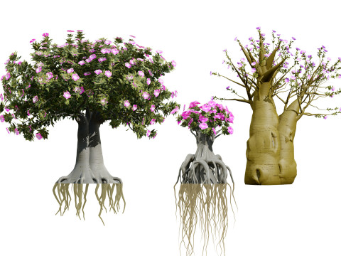 アラビアのクーズーの木 3Dモデル