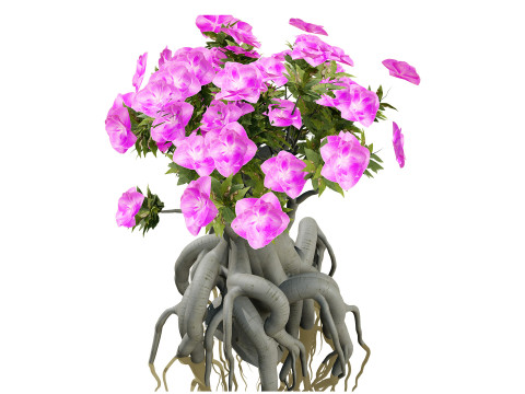 Arabische Kudu-Bäume s 3D Modell