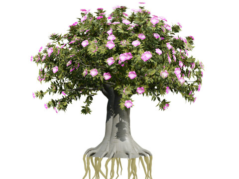 Arabische Kudu-Bäume s 3D Modell