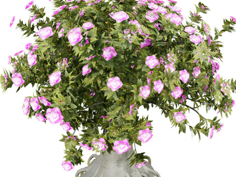 Alberi di Kudu arabi s Modello 3D