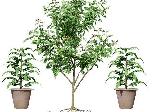 Mega Pacote Flora Tree Marroquina Modelo 3D