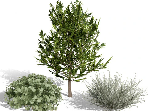 Mega Pacote Flora Tree Marroquina Modelo 3D