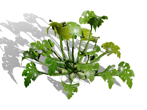 Mega Pacote Flora Tree Marroquina Modelo 3D