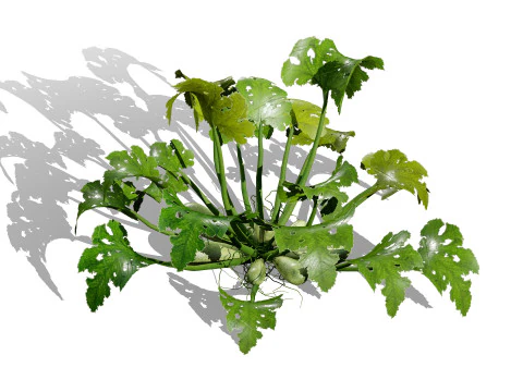 Mega Pacote Flora Tree Marroquina Modelo 3D