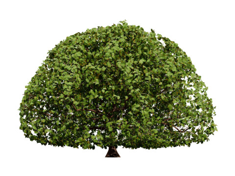 Mega Pacote Flora Tree Marroquina Modelo 3D