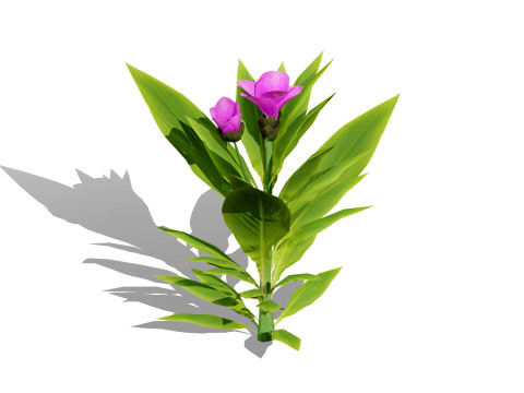 Mega Pacote Flora Tree Marroquina Modelo 3D