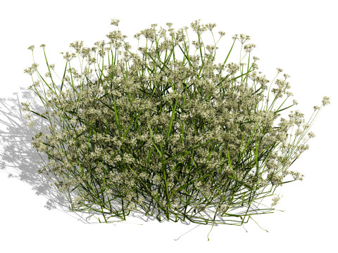 Mega Pacote Flora Tree Marroquina Modelo 3D