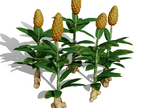 Mega Pacote Flora Tree Marroquina Modelo 3D