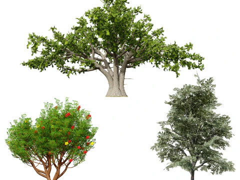 Mega Pacote Flora Tree Marroquina Modelo 3D