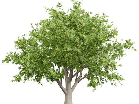 Mega Pacote Flora Tree Marroquina Modelo 3D