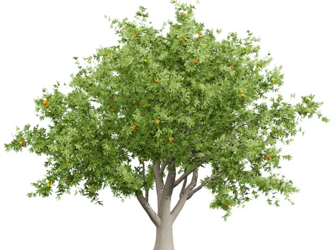 Mega Pacote Flora Tree Marroquina Modelo 3D