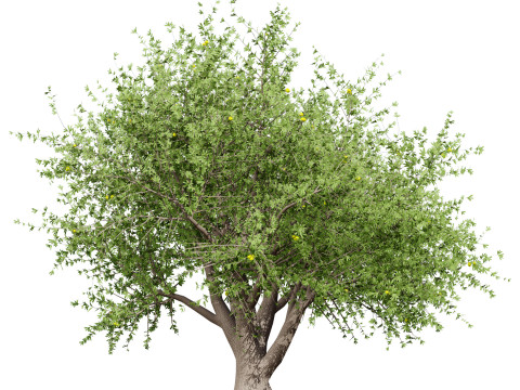 Mega Pacote Flora Tree Marroquina Modelo 3D