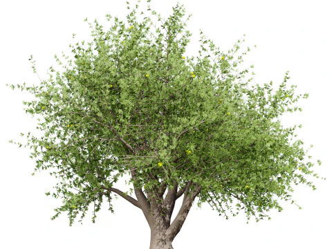 Mega Pacote Flora Tree Marroquina Modelo 3D