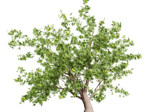 Mega Pacote Flora Tree Marroquina Modelo 3D