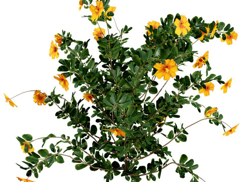 Mega Pacote Flora Tree Marroquina Modelo 3D