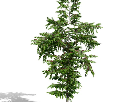 Mega Pacote Flora Tree Marroquina Modelo 3D