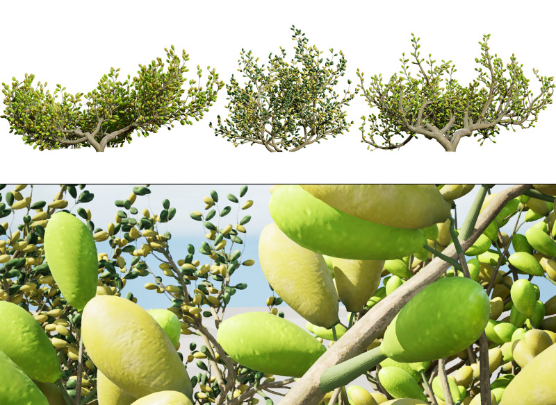 Arabian Peninsula Zygophyllum Mandavillei 3D Model .c4d .max .obj .3ds .fbx .stl .blend