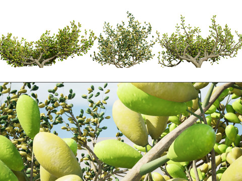 Península Arábica Zygophyllum Mandavillei Modelo 3D