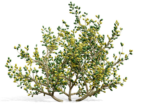 Arabian Peninsula Zygophyllum Mandavillei 3D Model