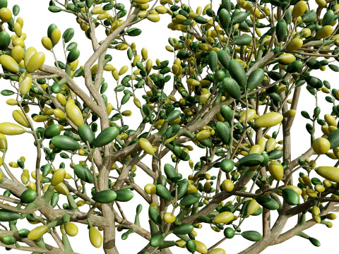 Pen&iacute;nsula Ar&aacute;bica Zygophyllum Mandavillei Modelo 3D