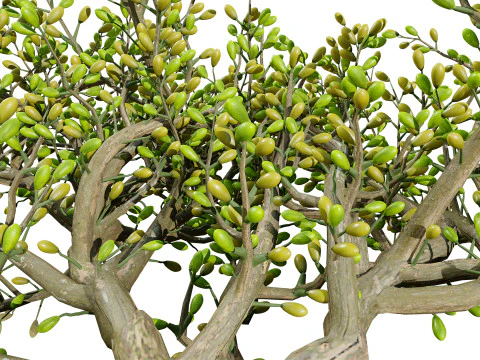 Pen&iacute;nsula Ar&aacute;bica Zygophyllum Mandavillei Modelo 3D