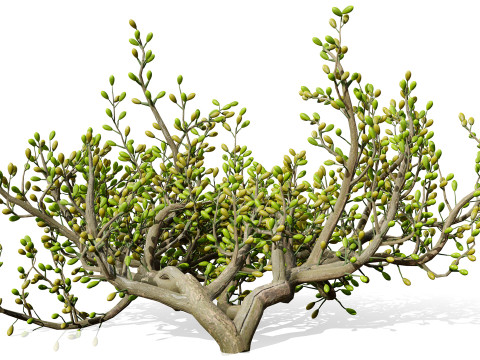 Arabian Peninsula Zygophyllum Mandavillei 3D Model