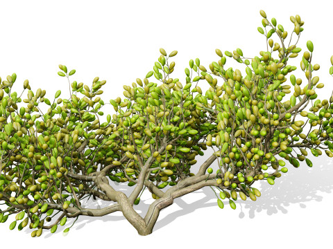Arabian Peninsula Zygophyllum Mandavillei 3D Model