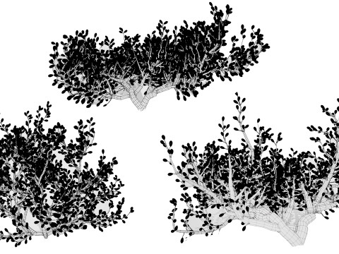 Arabian Peninsula Zygophyllum Mandavillei 3D Model