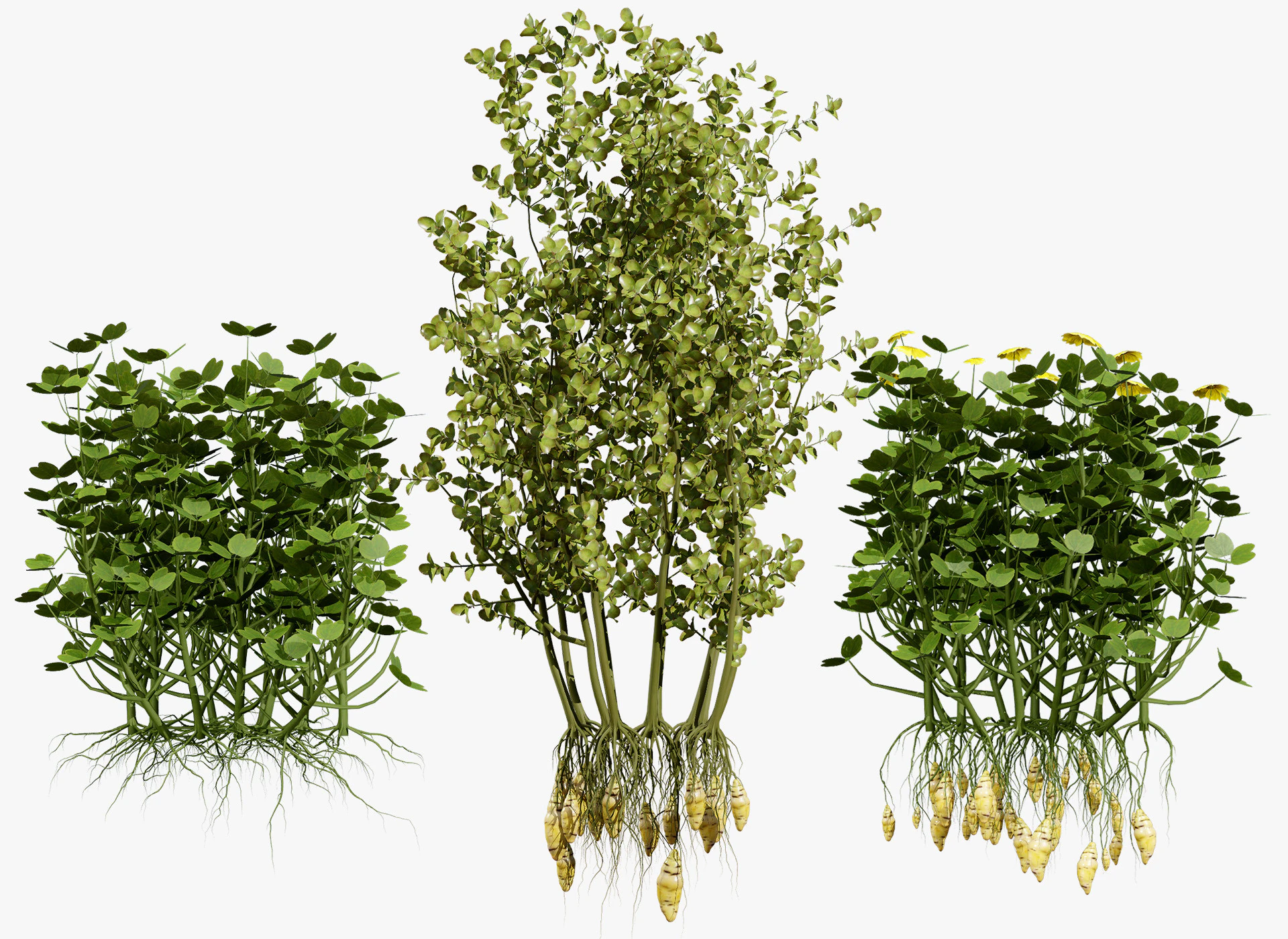 Oca Vegetable Plant Collection 3D Model .c4d .max .obj .3ds .fbx .stl .blend 