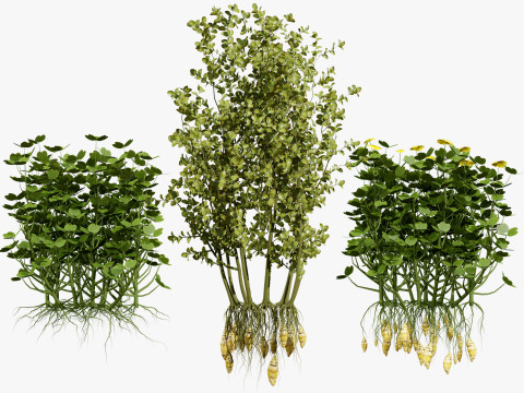 Sammlung von Oca-Gemüsepflanzen 3D Modell