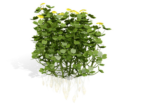 Sammlung von Oca-Gemüsepflanzen 3D Modell