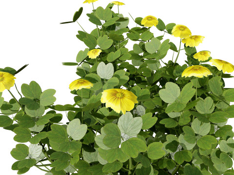 Sammlung von Oca-Gemüsepflanzen 3D Modell