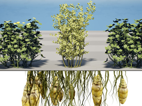 Sammlung von Oca-Gemüsepflanzen 3D Modell