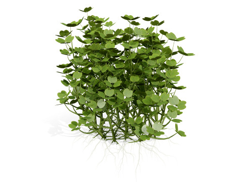 Sammlung von Oca-Gemüsepflanzen 3D Modell