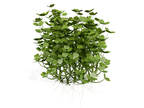 Oca Vegetable Plant Collection 3D Model