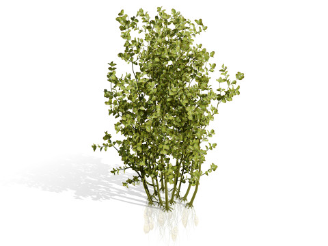 Sammlung von Oca-Gemüsepflanzen 3D Modell