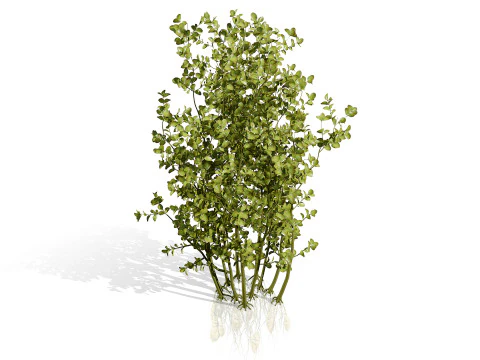 Oca Vegetable Plant Collection 3D Model