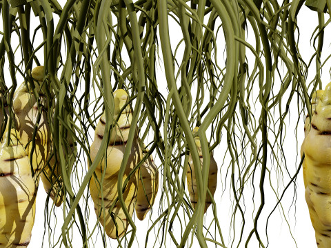 Sammlung von Oca-Gemüsepflanzen 3D Modell