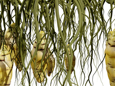 Oca Vegetable Plant Collection 3D Model