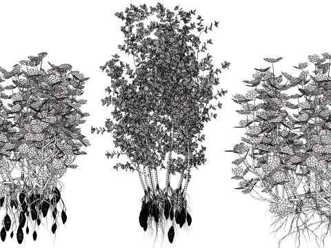 Sammlung von Oca-Gemüsepflanzen 3D Modell