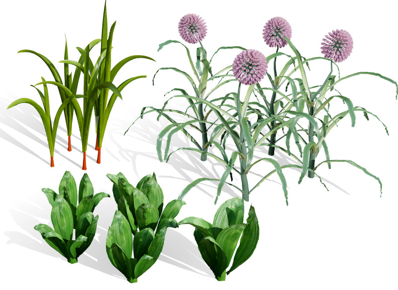 Arabian Wild Leek 3D Model .c4d .max .obj .3ds .fbx .stl .blend 