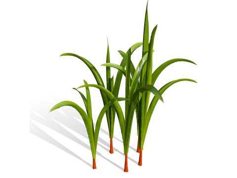 Arabian Wild Leek 3D Model