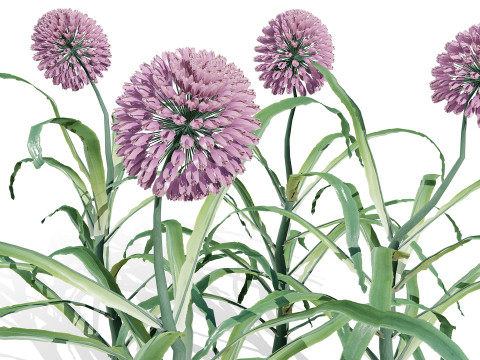 Arabian Wild Leek 3D Model