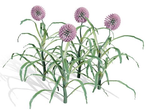 Arabian Wild Leek 3D Model