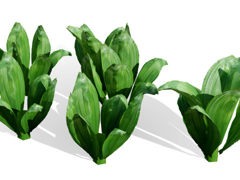 Arabian Wild Leek 3D Model