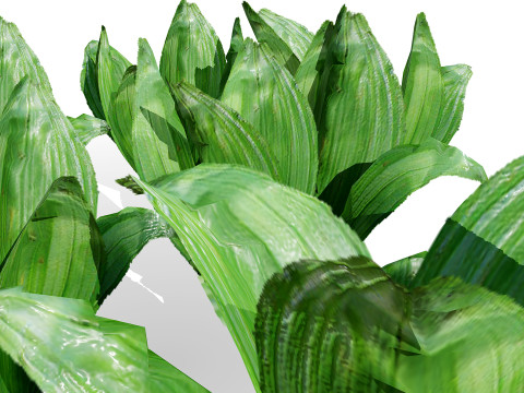 Arabian Wild Leek 3D Model