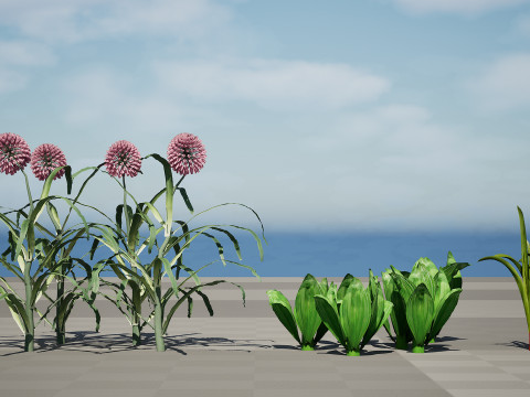 Arabian Wild Leek 3D Model