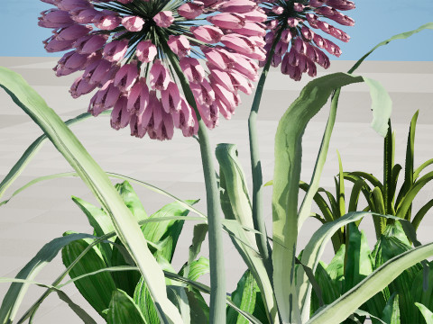 Arabian Wild Leek 3D Model